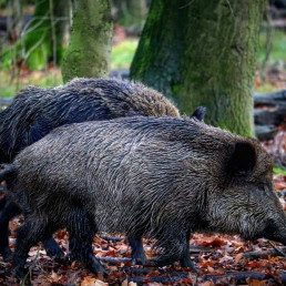 Los análisis descartan que el virus de la peste porcina africana saliera del laboratorio cercano