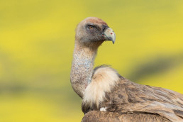 Junta convoca ayudas para paliar los daños producidos por aves necrófagas al ganado doméstico de C-LM