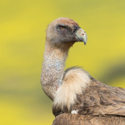 Junta convoca ayudas para paliar los daños producidos por aves necrófagas al ganado doméstico de C-LM