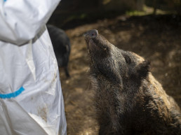 Confirmados otros 18 positivos de PPA en la zona delimitada en Barcelona