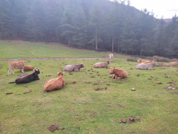Diputación Foral trabaja para iniciar la vacunación contra la dermatosis nodular a la cabaña bovina en Gipuzkoa