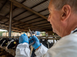 Detectado un nuevo foco de DNC en el Alt Empordà (Girona) en vacas no vacunadas