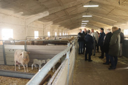 C-LM ultima su Plan Estratégico de Ganadería Extensiva con previsión de presentarse en próximas semanas