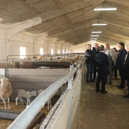 C-LM ultima su Plan Estratégico de Ganadería Extensiva con previsión de presentarse en próximas semanas