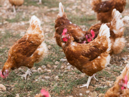 Catalunya confirma la detección de un nuevo caso de gripe aviar en el Urgell (Lleida)