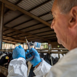 Abren un expediente sancionador a una granja del Empordà (Girona) por no vacunar contra DNC