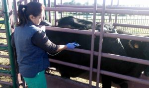  La Junta destina ayudas a las asociaciones de ganaderos para programas sanitarios ejecutados