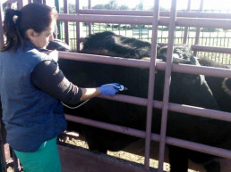  La Junta destina ayudas a las asociaciones de ganaderos para programas sanitarios ejecutados