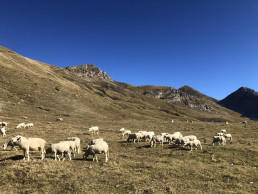 Un estudio coliderado por el CSIC documenta el declive del ganado en regiones de todo el planeta en los últimos 25 años