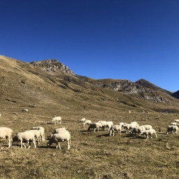 Un estudio coliderado por el CSIC documenta el declive del ganado en regiones de todo el planeta en los últimos 25 años