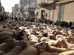 Informan sobre requisitos para participación de especies sensibles a lengua azul y a gripe aviar en las beneïdes