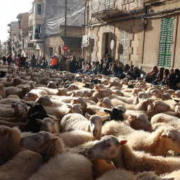 Informan sobre requisitos para participación de especies sensibles a lengua azul y a gripe aviar en las beneïdes