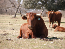 Publicada la convocatoria de ayudas de la Junta a programas de cría de razas autóctonas con 1,3 millones de presupuesto