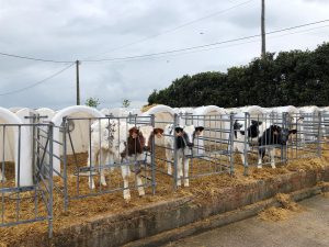 Cantabria abona más de 2,1 millones de euros a 575 explotaciones en ayudas al bienestar y sanidad animal bovina