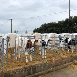 Cantabria abona más de 2,1 millones de euros a 575 explotaciones en ayudas al bienestar y sanidad animal bovina