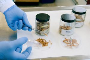 Instituto de Ganadería de Montaña (CSIC-ULE) aborda una investigación "pionera" sobre insectos como alimento de ganado