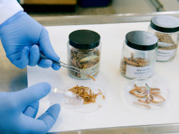 Instituto de Ganadería de Montaña (CSIC-ULE) aborda una investigación