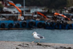  Detectados dos nuevos focos de gripe aviar en aves silvestres en Vigo (Pontevedra) y Xove (Lugo)