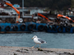 Detectados dos nuevos focos de gripe aviar en aves silvestres en Vigo (Pontevedra) y Xove (Lugo)