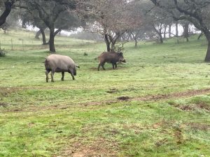  Planas asegura que España está "a la altura" en la respuesta a los casos de enfermedades animales