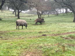  Planas asegura que España está 
