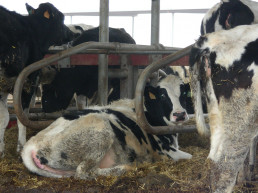  Medio Rural prorroga un mes más las medidas de prevención sobre la dermatosis nodular contagiosa