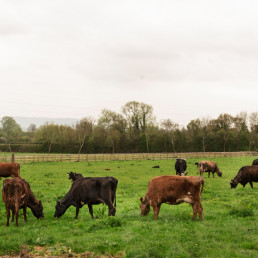 SAECA avaló el año pasado operaciones de crédito a agricultores y ganaderos por 314 millones de euros