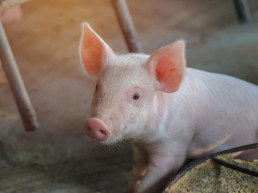 La Dirección General de Calidad y Seguridad Alimentaria dice que el sector porcino se somete a los controles ordinarios