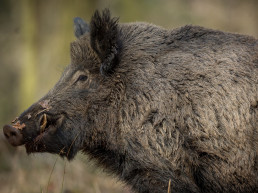 El comité científico para el asesoramiento de la peste porcina africana concluye su informe preliminar