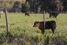 Begoña García defiende la estabilidad, rentabilidad y reglas claras para el sector agroalimentario ante la incertidumbre comercial internacional