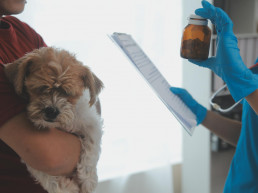 Alegaciones de la profesión veterinaria al Real Decreto 666/2023