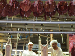 El CVCV denuncia que no hay suficientes plazas de inspectores veterinarios de matadero