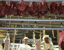 El CVCV denuncia que no hay suficientes plazas de inspectores veterinarios de matadero