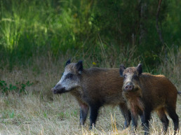 Miguel Ángel Higuera, Jordi Baliellas y Gustavo López Moreno analizan los retos de la reaparición de la Peste Porcina Africana en España en el podcast Meet the Expert