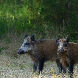 Miguel Ángel Higuera, Jordi Baliellas y Gustavo López Moreno analizan los retos de la reaparición de la Peste Porcina Africana en España en el podcast Meet the Expert
