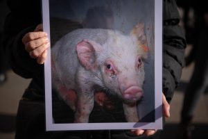 El Gobierno aprueba un real decreto que refuerza la coordinación entre administraciones y mejora la gestión del conocimiento en bienestar animal