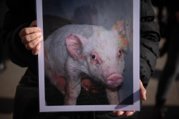 El Gobierno aprueba un real decreto que refuerza la coordinación entre administraciones y mejora la gestión del conocimiento en bienestar animal