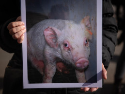 El Gobierno aprueba un real decreto que refuerza la coordinación entre administraciones y mejora la gestión del conocimiento en bienestar animal