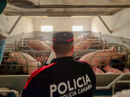 La Policía Canaria realiza 37 inspecciones en instalaciones ganaderas de Tenerife e instruye cinco denuncias