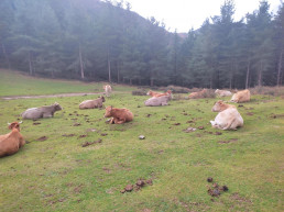 COAG asegura que hay pérdidas de cabezas de ganado a causa del temporal en Andalucía