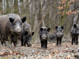 Las empresas de recogida de carne de caza inician un 