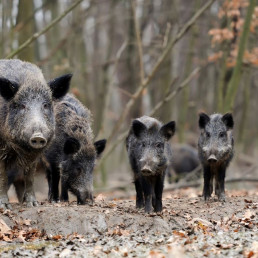 Las empresas de recogida de carne de caza inician un 