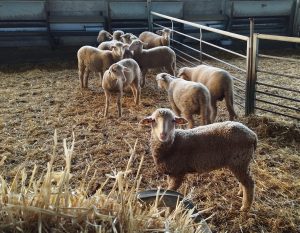 Cooperativas Agroalimentarias de Andalucía señala su preocupación por "el grave impacto" de lengua azul en sector ovino