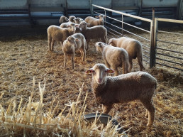 Cooperativas Agroalimentarias de Andalucía señala su preocupación por 