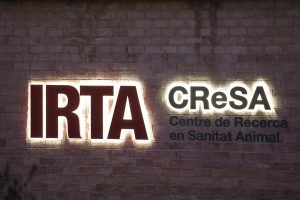 El informe del Ministerio descarta que el brote de PPA se originara en el Irta-CReSA