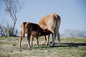 Ganaderos alertan del descenso de sacrificios de terneros en Cantabria