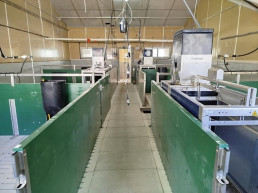 El IVIA digitaliza la granja porcina para conseguir una producción más 