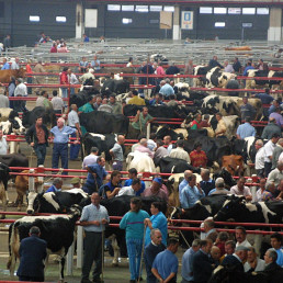 Dos condenados por estafar con la venta de vacas en la feria de Torrelavega