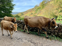 El Gobierno recuerda la importancia de vacunar frente a la EHE y la lengua azul ante la llegada de la primavera