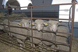 Abierto el plazo para que los ganaderos soliciten ganado ovino criado por la Diputación de Cáceres